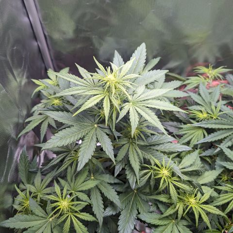 Emilia growlog timeline photo