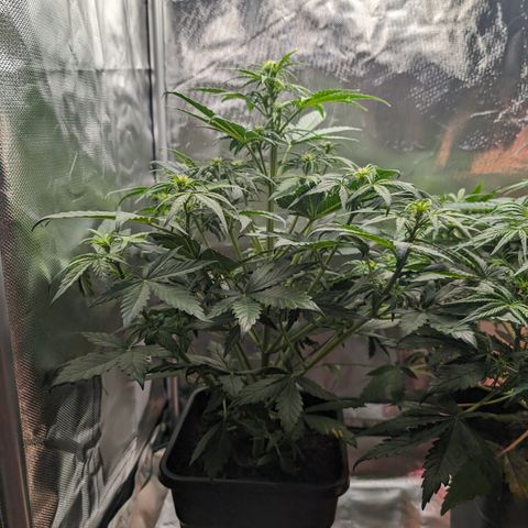 Emilia growlog timeline photo
