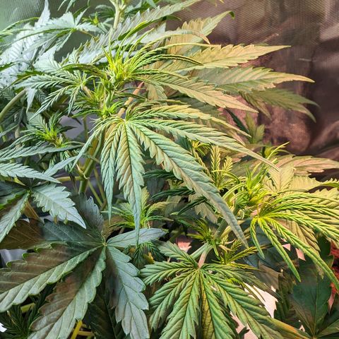Emma growlog timeline photo