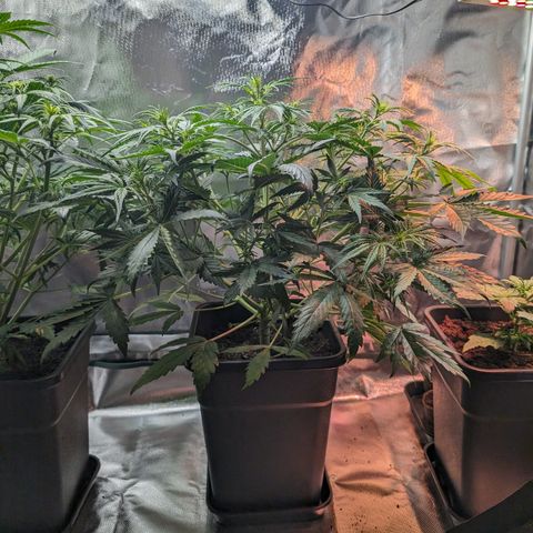 Emma growlog timeline photo