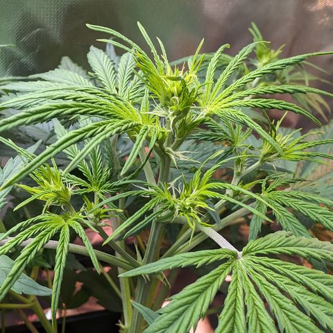 Emma growlog timeline photo