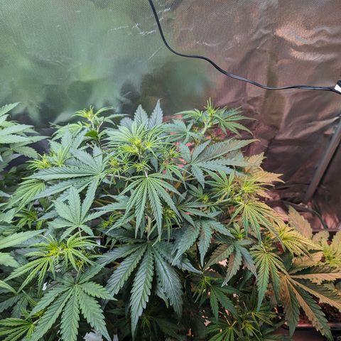 Emma growlog timeline photo