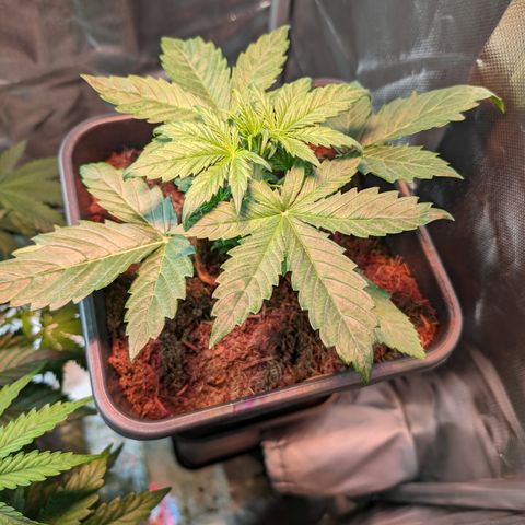 Elena growlog timeline photo