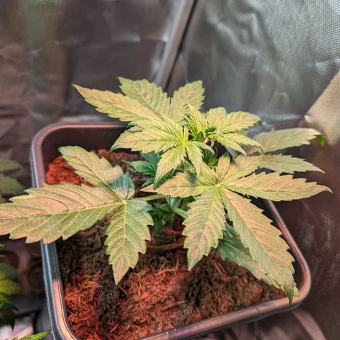 Elena growlog timeline photo
