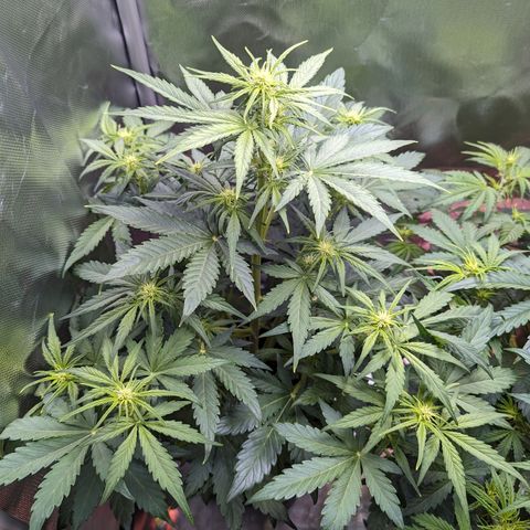 Emilia growlog timeline photo