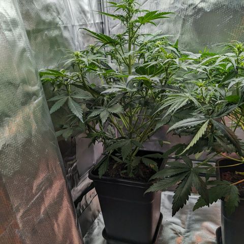 Emilia growlog timeline photo