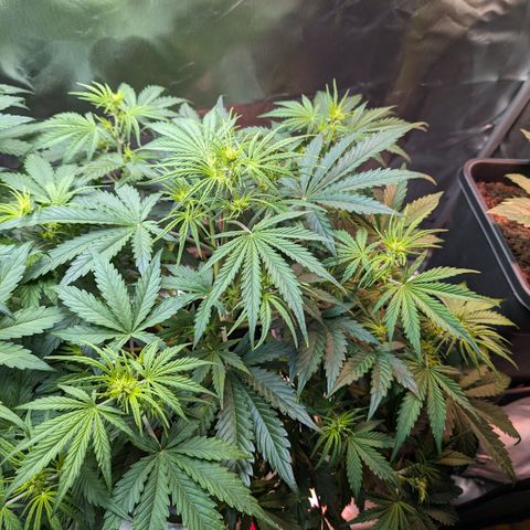 Emma growlog timeline photo
