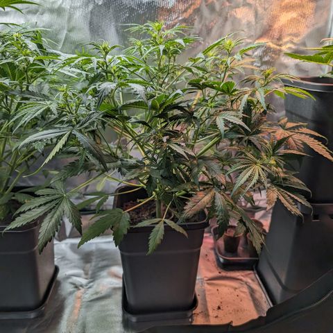 Emma growlog timeline photo