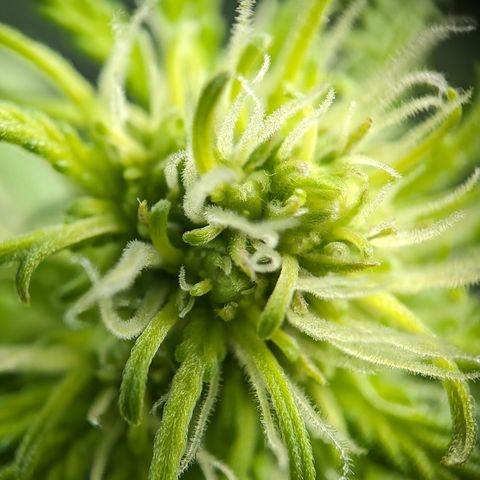 Emilia growlog timeline photo
