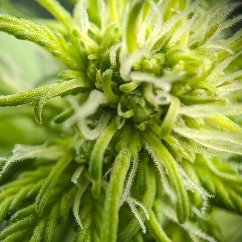Emilia growlog timeline photo