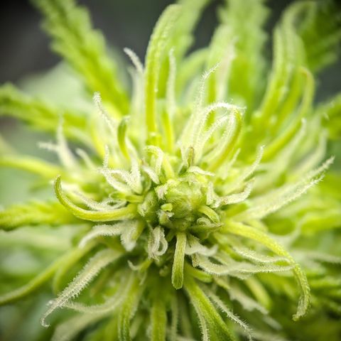 Emilia growlog timeline photo