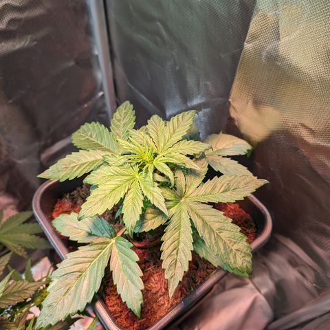 Elena growlog timeline photo
