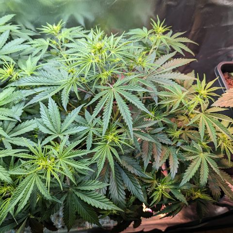 Emma growlog timeline photo