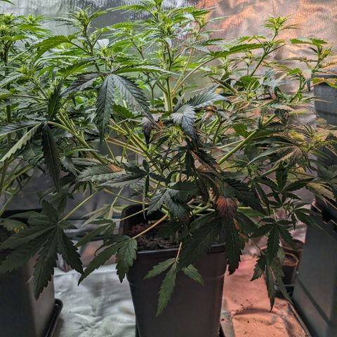 Emma growlog timeline photo
