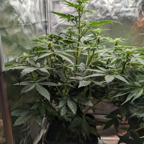 Emilia growlog timeline photo