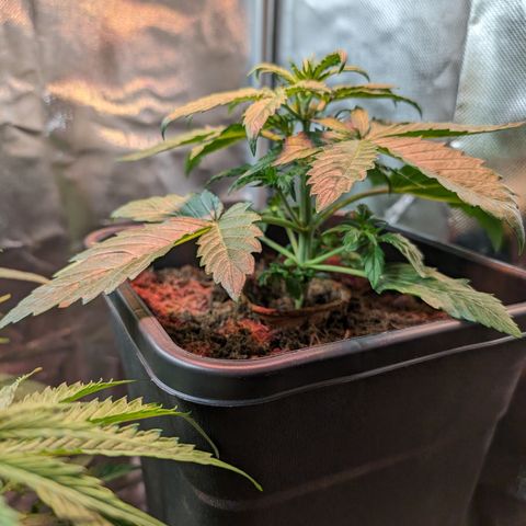 Elena growlog timeline photo