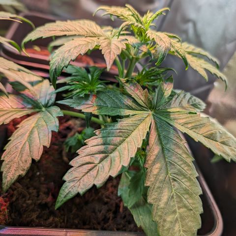 Elena growlog timeline photo