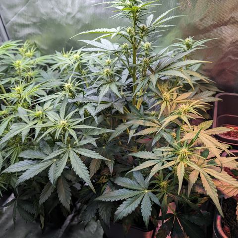 Emilia growlog timeline photo
