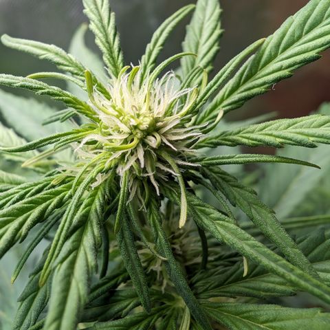 Emilia growlog timeline photo