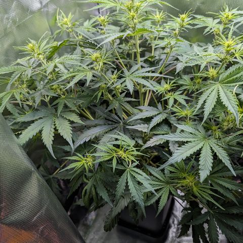 Emma growlog timeline photo