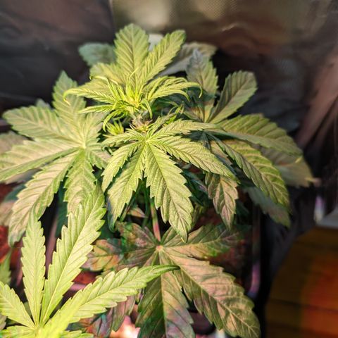Elena growlog timeline photo