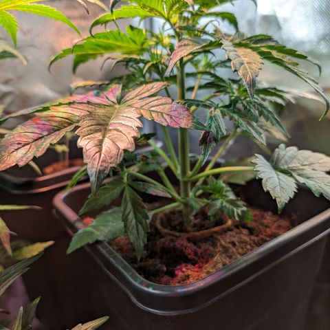 Elena growlog timeline photo