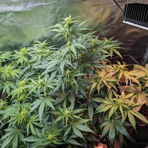 Emilia growlog timeline photo