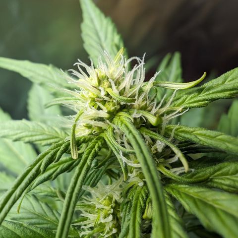 Emilia growlog timeline photo