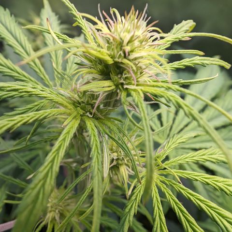 Emma growlog timeline photo