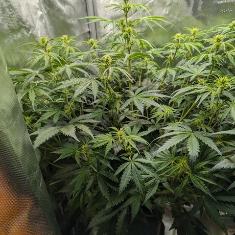Emma growlog timeline photo