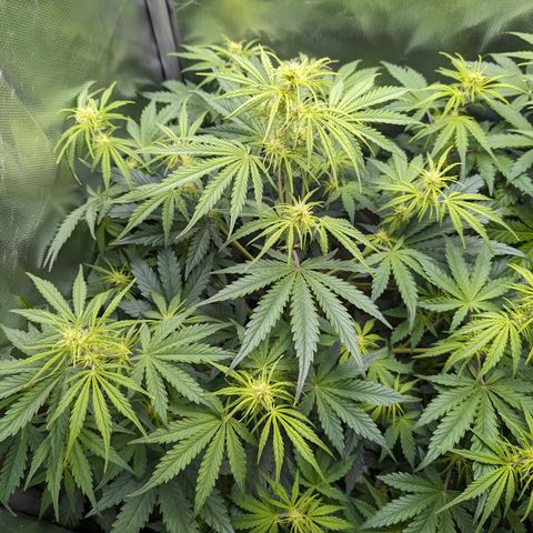 Emma growlog timeline photo