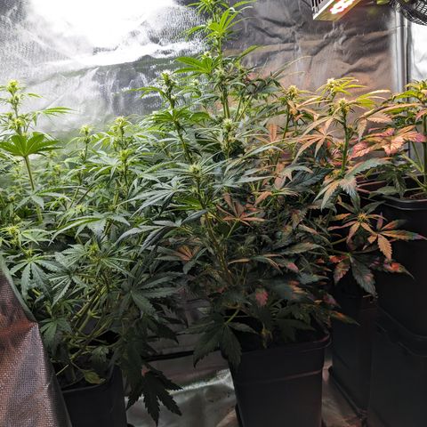 Emilia growlog timeline photo