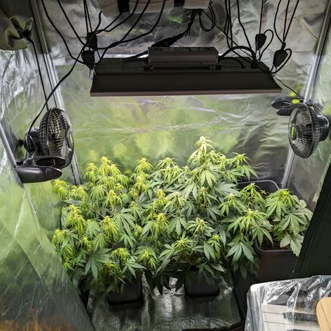 Emilia growlog timeline photo