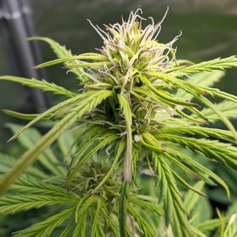 Emma growlog timeline photo