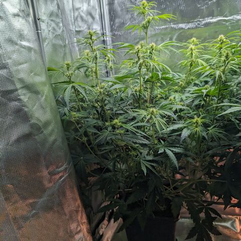 Emma growlog timeline photo