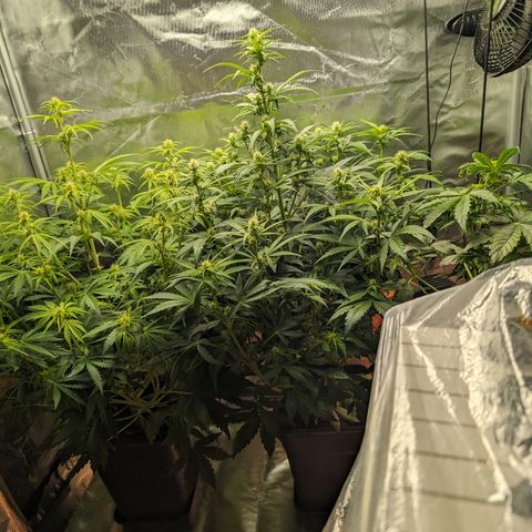 Emilia growlog timeline photo