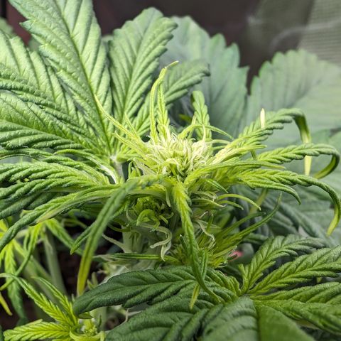 Elena growlog timeline photo