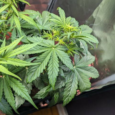 Elena growlog timeline photo