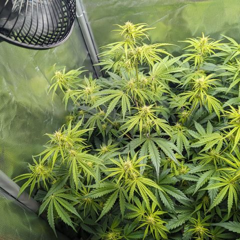 Emma growlog timeline photo