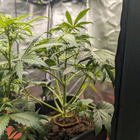 Elena growlog timeline photo