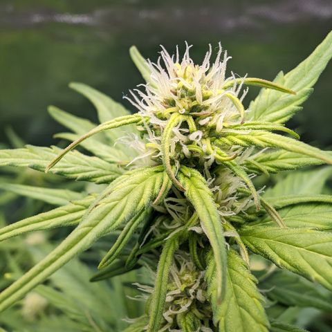 Emilia growlog timeline photo