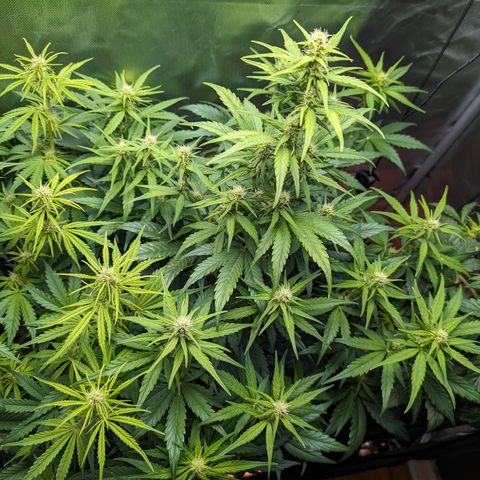 Emilia growlog timeline photo