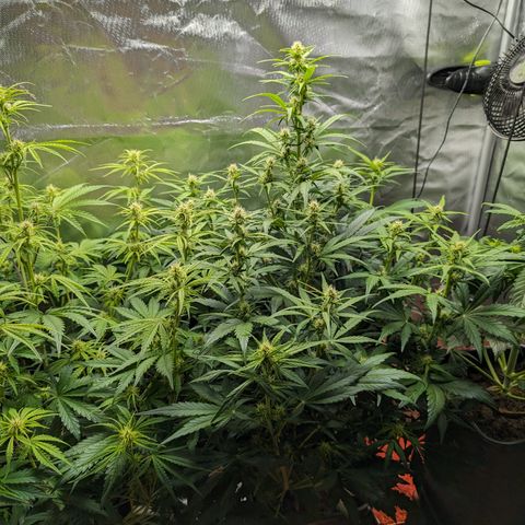 Emilia growlog timeline photo
