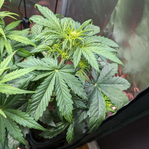 Elena growlog timeline photo