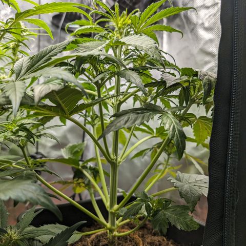 Elena growlog timeline photo