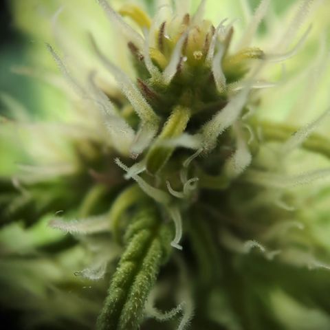 Emilia growlog timeline photo