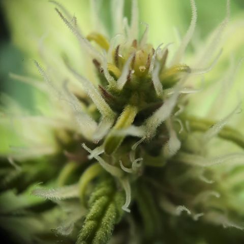 Emilia growlog timeline photo