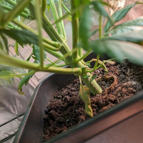 Emilia growlog timeline photo