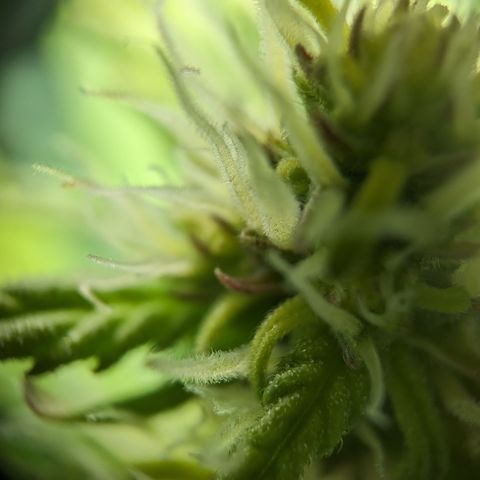Emilia growlog timeline photo