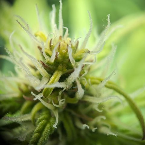 Emilia growlog timeline photo